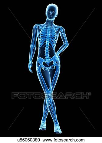 Human skeletal system, illustration View Large Illustration Clipart - Human skeletal system, illustration. Fotosearch