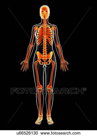 Clipart - Human skeletal system, illustration. Fotosearch