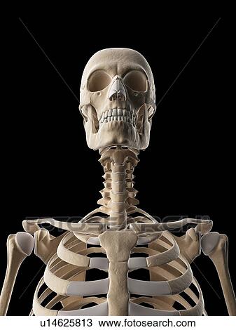 Human skeletal system, illustration View Large Illustration Drawing - Human skeletal system, illustration. Fotosearch