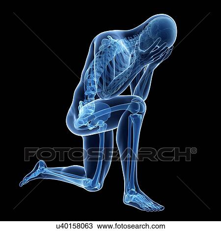 Human skeletal system, illustration View Large Illustration Drawing - Human skeletal system, illustration. Fotosearch
