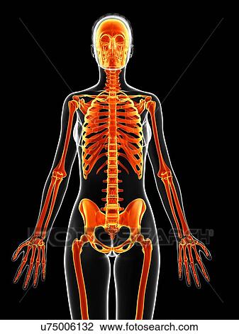 Human skeletal system, illustration View Large Illustration Drawing - Human skeletal system, illustration. Fotosearch
