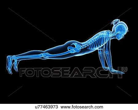 Drawing - Human skeletal system, illustration. Fotosearch