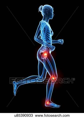 Drawing - Human skeletal system, illustration. Fotosearch