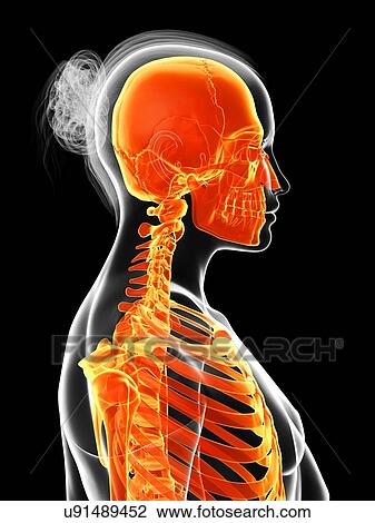 Human skeletal system, illustration View Large Illustration Drawing - Human skeletal system, illustration. Fotosearch