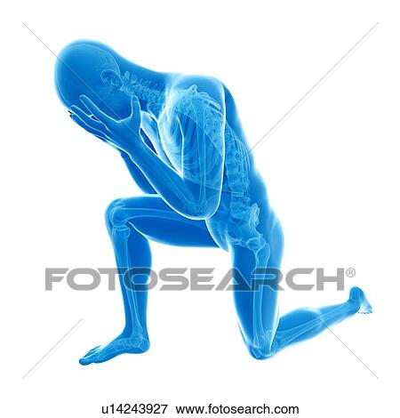 Stock Illustration - Human skeletal system, illustration. Fotosearch