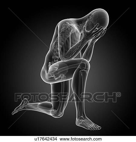 Stock Illustration - Human skeletal system, illustration. Fotosearch