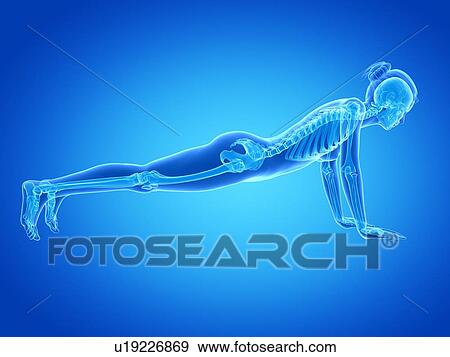 Stock Illustration - Human skeletal system, illustration. Fotosearch