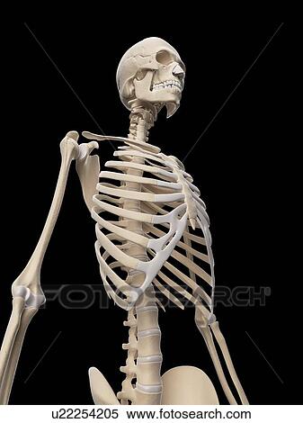 Human skeletal system, illustration View Large Illustration Stock Illustration - Human skeletal system, illustration. Fotosearch