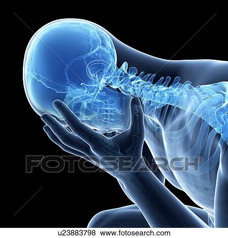 Human skeletal system, illustration View Large Illustration Stock Illustration - Human skeletal system, illustration. Fotosearch