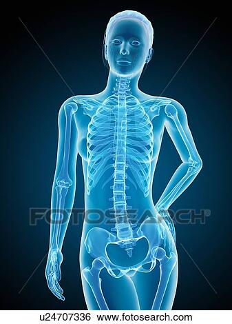 Human skeletal system, illustration View Large Illustration Stock Illustration - Human skeletal system, illustration. Fotosearch