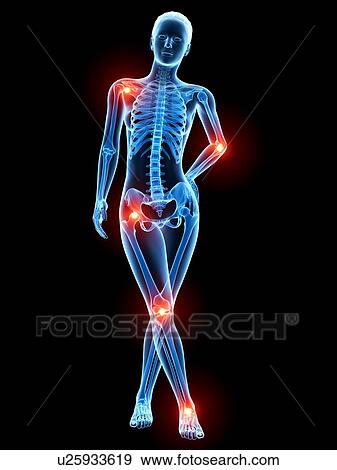 Human skeletal system, illustration View Large Illustration Stock Illustration - Human skeletal system, illustration. Fotosearch