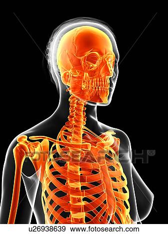 Human skeletal system, illustration View Large Illustration Stock Illustration - Human skeletal system, illustration. Fotosearch