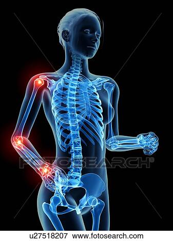 Stock Illustration - Human skeletal system, illustration. Fotosearch