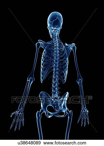 Human skeletal system, illustration View Large Illustration Stock Illustration - Human skeletal system, illustration. Fotosearch