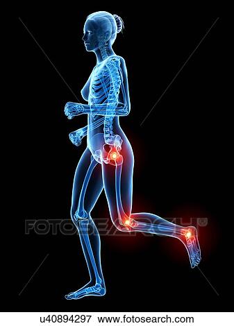 Human skeletal system, illustration View Large Illustration Stock Illustration - Human skeletal system, illustration. Fotosearch