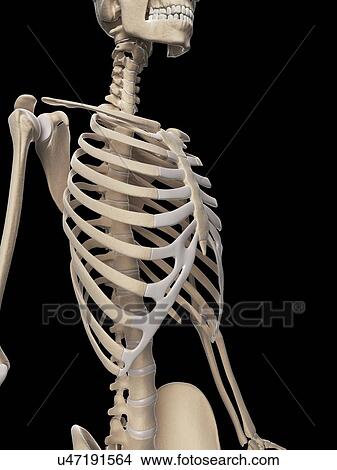 Stock Illustration - Human skeletal system, illustration. Fotosearch
