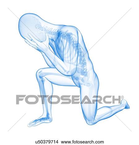 Stock Illustration - Human skeletal system, illustration. Fotosearch