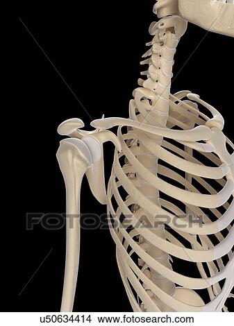 Human skeletal system, illustration View Large Illustration Stock Illustration - Human skeletal system, illustration. Fotosearch