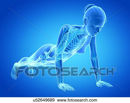 Stock Illustration - Human skeletal system, illustration. Fotosearch