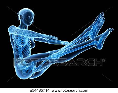 Stock Illustration - Human skeletal system, illustration. Fotosearch