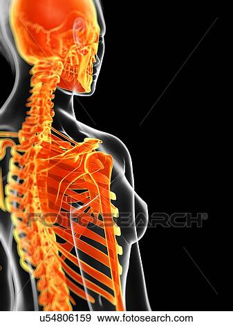 Stock Illustration - Human skeletal system, illustration. Fotosearch