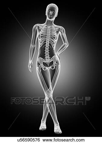 Human skeletal system, illustration View Large Illustration Stock Illustration - Human skeletal system, illustration. Fotosearch