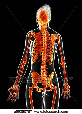 Stock Illustration - Human skeletal system, illustration. Fotosearch
