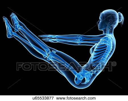 Stock Illustration - Human skeletal system, illustration. Fotosearch