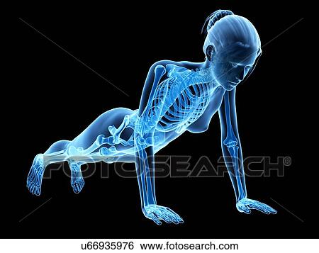 Stock Illustration - Human skeletal system, illustration. Fotosearch
