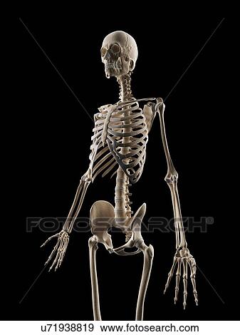 Stock Illustration - Human skeletal system, illustration. Fotosearch