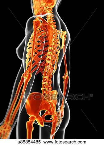 Stock Illustration - Human skeletal system, illustration. Fotosearch