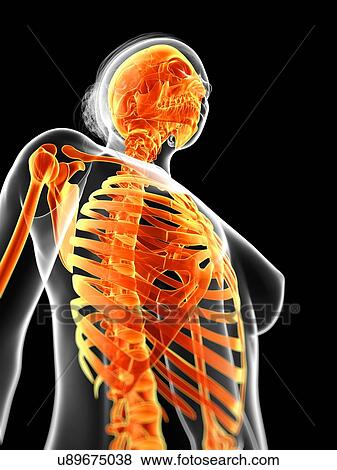 Human skeletal system, illustration View Large Illustration Stock Illustration - Human skeletal system, illustration. Fotosearch