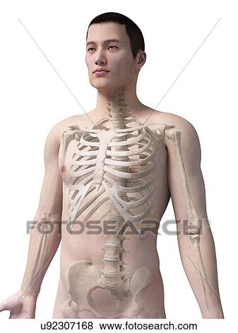 Human skeletal system, illustration View Large Illustration Stock Illustration - Human skeletal system, illustration. Fotosearch
