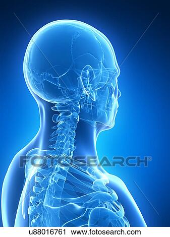 Clip Art - Human skull and neck bones, illustration. Fotosearch
