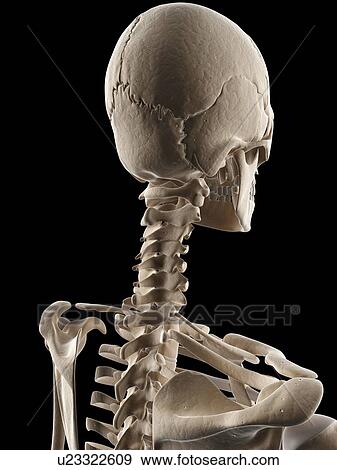 Human Skull And Neck Bones Illustration Stock Illustration U Fotosearch