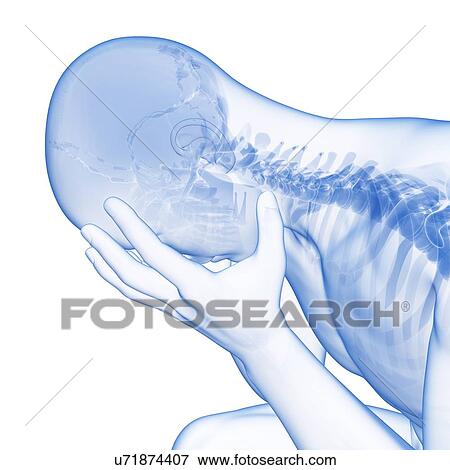 Stock Illustration - Human skull, illustration. Fotosearch