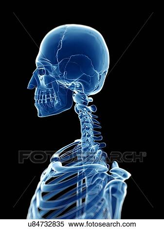 Stock Illustration - Human skull, illustration. Fotosearch