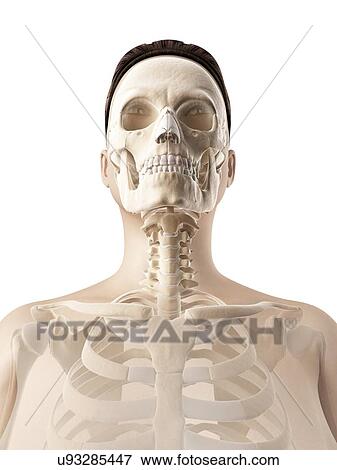 Human skull, illustration View Large Illustration Stock Illustration - Human skull, illustration. Fotosearch