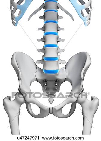 Clip Art - Human spinal discs, illustration. Fotosearch