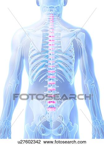 Drawing - Human spinal discs, illustration. Fotosearch