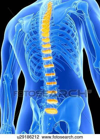 Drawing - Human spinal discs, illustration. Fotosearch
