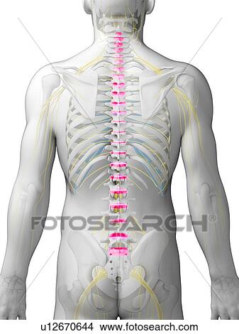 Stock Illustration - Human spinal discs, illustration. Fotosearch
