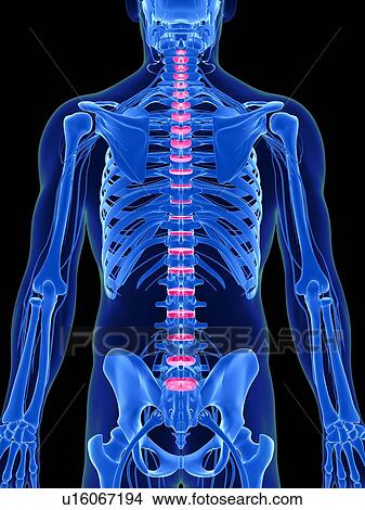 Stock Illustration - Human spinal discs, illustration. Fotosearch