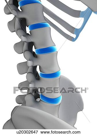 Stock Illustration - Human spinal discs, illustration. Fotosearch