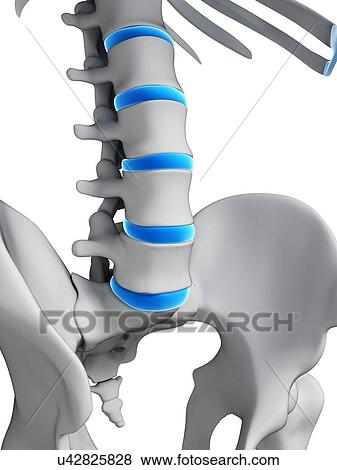 Stock Illustration - Human spinal discs, illustration. Fotosearch