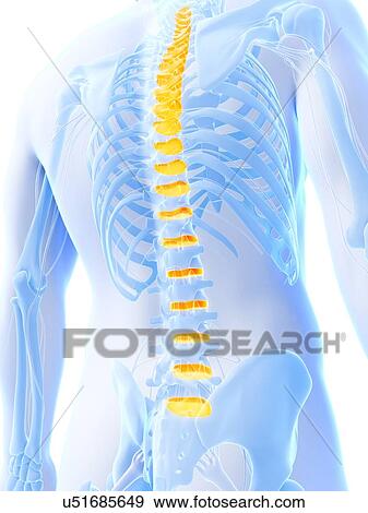 Stock Illustration - Human spinal discs, illustration. Fotosearch
