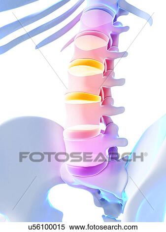 Stock Illustration - Human spinal discs, illustration. Fotosearch