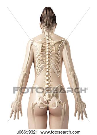 Human spine, illustration View Large Illustration Clip Art - Human spine, illustration. Fotosearch
