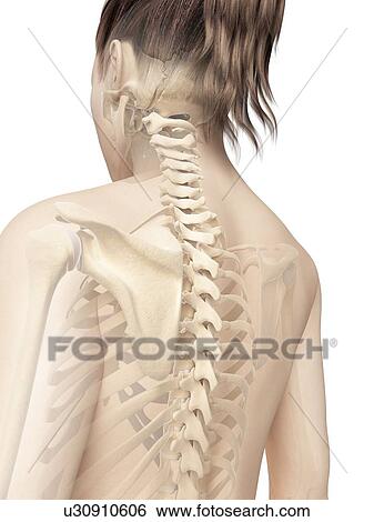 Human spine, illustration View Large Illustration Stock Illustration - Human spine, illustration. Fotosearch