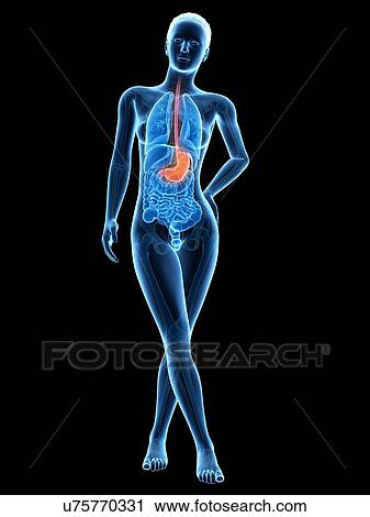 Clip Art - Human stomach, illustration. Fotosearch